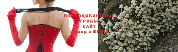 стафф Новокубанск
