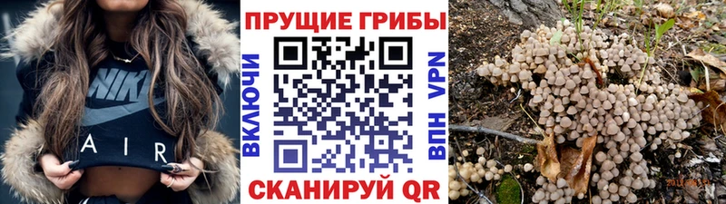 Псилоцибиновые грибы Magic Shrooms  сколько стоит  Зима 