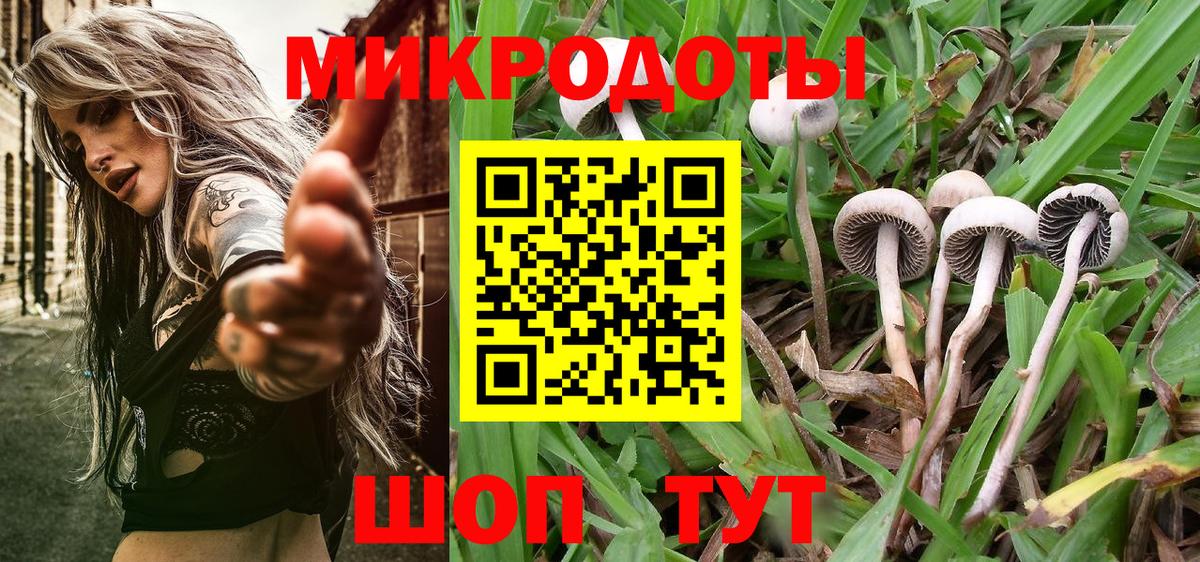 Галлюциногенные грибы Psilocybe Зима